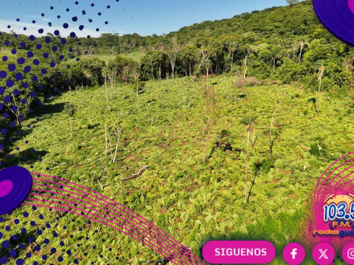 Destruyen 45.000 kg de marihuana en Amambay