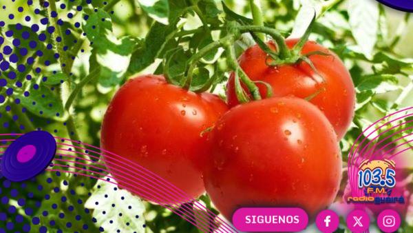Referente frutihortícola de Caaguazú anticipa superproducción de tomate en los próximos meses