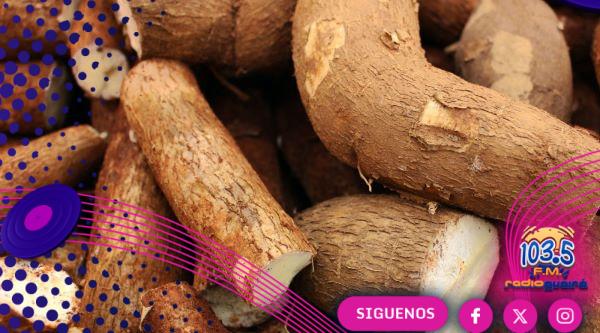 Año desafiante para la mandioca en Paraguay