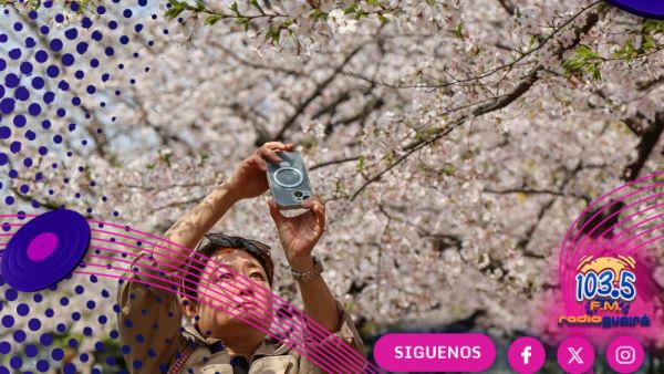 Récord de visitantes extranjeros en Japón para ver los cerezos en flor