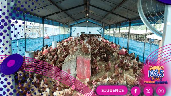 Senacsa anuncia apertura del mercado de Emiratos Árabes Unidos para productos aviares paraguayos