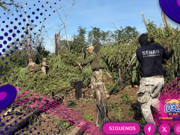 SENAD asesta golpe millonario al narcotráfico en San Pedro