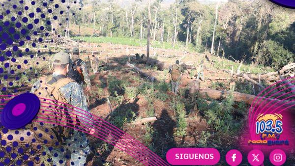 Lanzan la mayor operación contra la producción de marihuana en el mundo