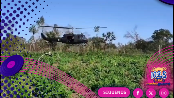 SENAD y CODI erradican 135 toneladas de marihuana en Concepción