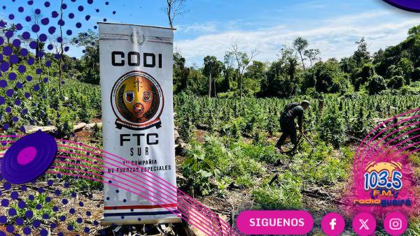CODI y Senad erradican cultivos de marihuana en Caazapá
