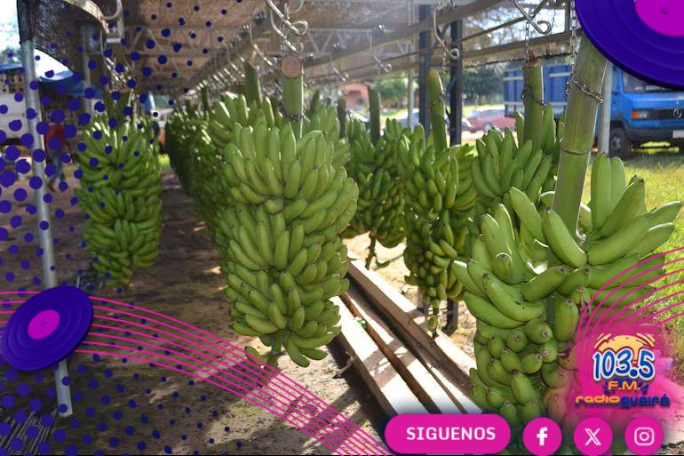 Caída del dólar golpea al sector bananero